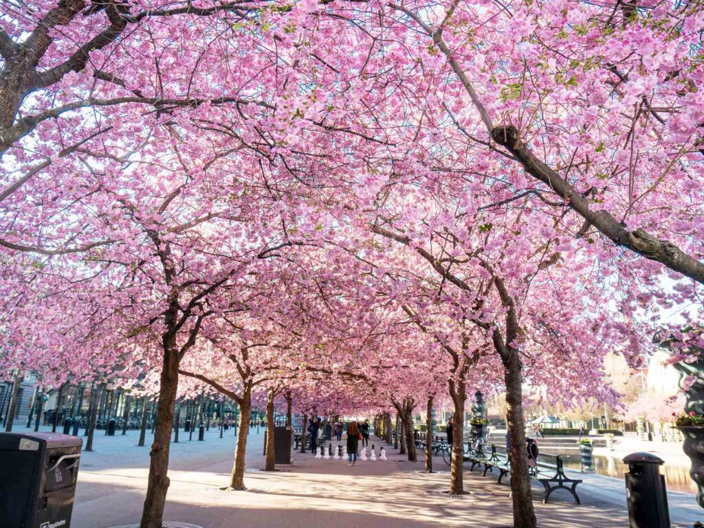 Kungsträdgården is one of Stockholm's most popular public parks 